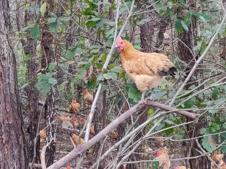 山上散养一年以上老母鸡(处理后净重2.2-2.5斤)